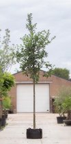 Zomereik Quercus robur h 550 cm st. omtrek 19 cm
