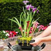 3x Vijverplanten Mix Incl. drijfring - ↑ 30-40cm - Ø 24cm