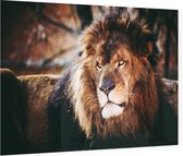 Koning leeuw - Foto op Plexiglas - 90 x 60 cm