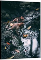 Dibond –Kleine Aapjes etend uit het Water– 60x90cm Foto op Aluminium (Wanddecoratie van metaal)