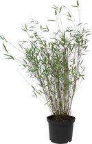 Fargesia Jiuzhaigou 'Deep Purple' - Bamboe rood - ↑ 50-90cm - Ø 22cm