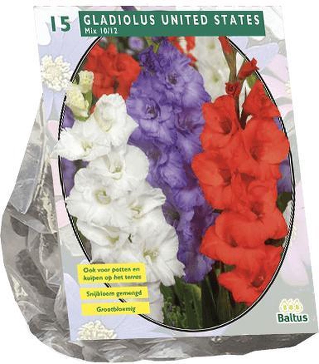 3 stuks Zomer Bloembollen Gladiolus United States Mix per 15