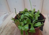 3 stuks! Vleesetende plant Venusvliegenvanger Dionaea