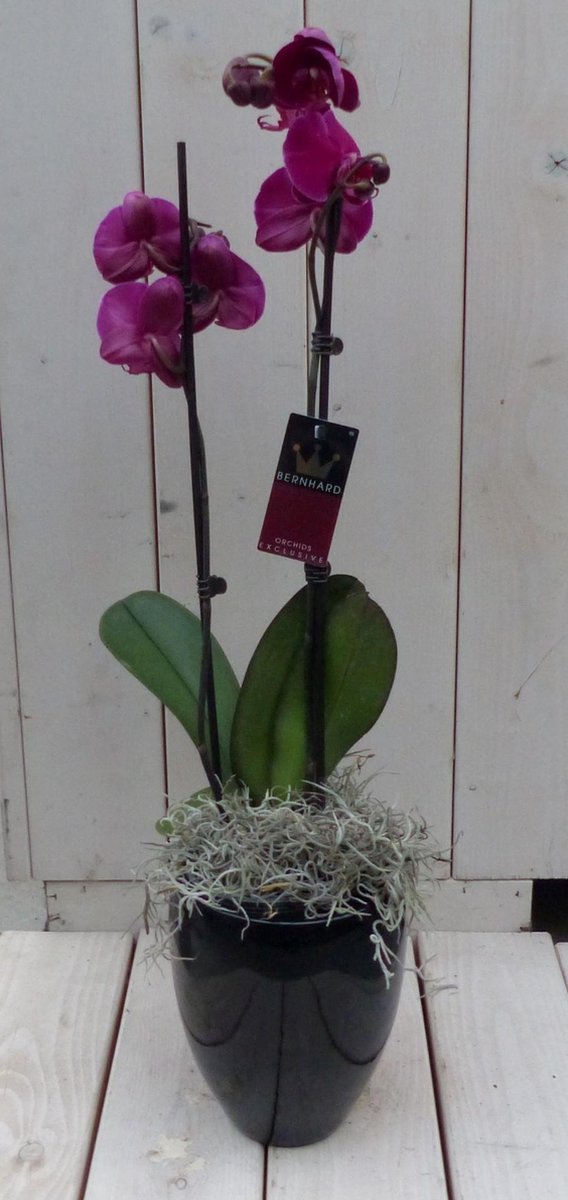 Vlinderorchidee donkerroze in hoge zwarte/antraciete pot 60 cm