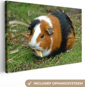 Canvas Schilderij Cavia buiten - 120x80 cm - Wanddecoratie