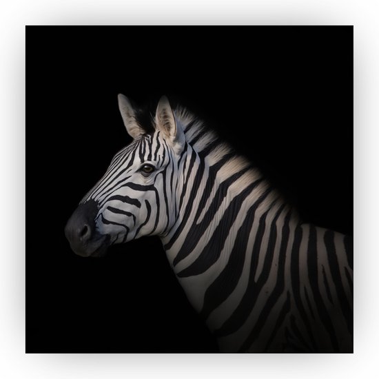 Zebra schilderij - Schilderij zebra - Dieren - Schilderijen slaapkamer - Zebra decoratie - Schilderij op forex - 40 x 40 cm 3mm