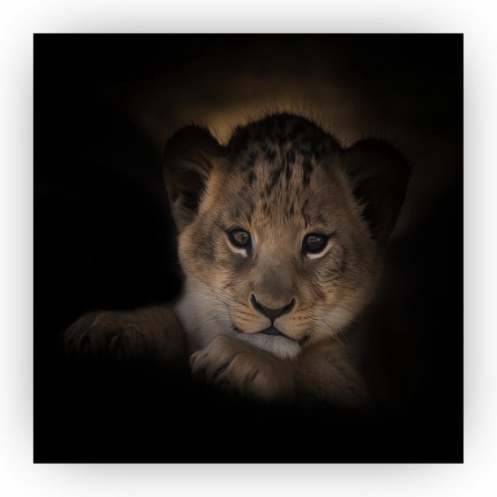 Welp leeuw - Leeuw schilderijen - Leeuwen - Babykamer - Muurdecoratie leeuw - Wanddecoratie plexiglas - 40 x 40 cm 5mm