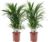 Plant in a Box - Dypsis Lutescens - Set van 2 - Areca - Goudpalm - Luchtzuiverende groene kamerplant - Pot 17cm - Hoogte 60-70cm