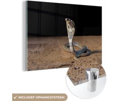® Glasschilderij 180x120 cm - Schilderij acrylglas - Indische cobra beweegt zich voort in het zand - Foto op glas - Muurdecoratie woonkamer - Wanddecoratie slaapkamer - Schilderijen