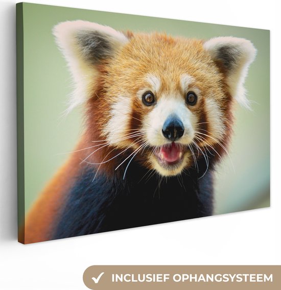 Canvas Schilderij Rode Panda - Oranje - Zwart - 30x20 cm - Wanddecoratie
