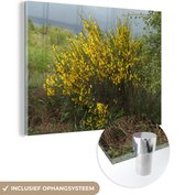 MuchoWow® Glasschilderij 40x30 cm - Schilderij acrylglas - Bloeiende brem - Foto op glas - Schilderijen
