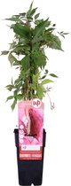 Klimplant – Oosterse wingerd (Parthenocissus quinquefolia Engelmannii) – Hoogte: 65 cm – van Botanicly
