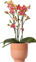 Orchidee – Vlinder orchidee (Phalaenopsis) met bloempot – Hoogte: 12 cm – van Botanicly