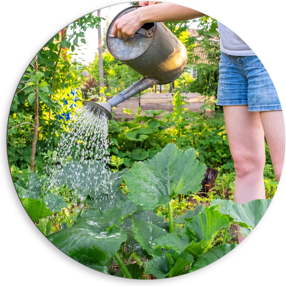 Dibond Muurcirkel - Tuin - Bloemen - Planten - Gieter - Water - Groen - 80x80 cm Foto op A
