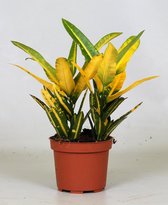 Groene plant – Croton (Croton Sunny Star) – Hoogte: 30 cm – van Botanicly