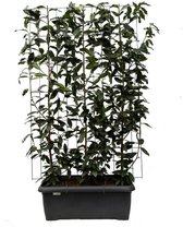 Fruitboom – Kers (Prunus l Genolia) – Hoogte: 180 cm – van Botanicly