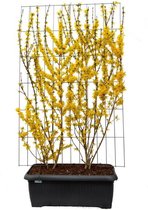 Struiken – Chinees klokje (Forsythia int Lynwood) – Hoogte: 180 cm – van Botanicly