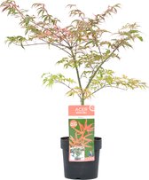 Plant in a Box - Acer palmatum 'Shirazz' - Japanse Esdoorn - Winterhard - Tuinplant - Pot 19cm - Hoogte 50-60cm
