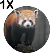 BWK Flexibele Ronde Placemat - Rode Panda - Dier - Bos - Boomstam - Set van 1 Placemats - 50x50 cm - PVC Doek - Afneembaar