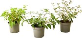 Plant in a Box - Mix-set de 3 Fuchsias - Pot 9cm - Hauteur 10-20cm - Fuchsia Delta Sarah, Fuchsia Lady Thumb et Fuchsia Ricartonnii -Plante de jardin - Plante en bac - Floraison