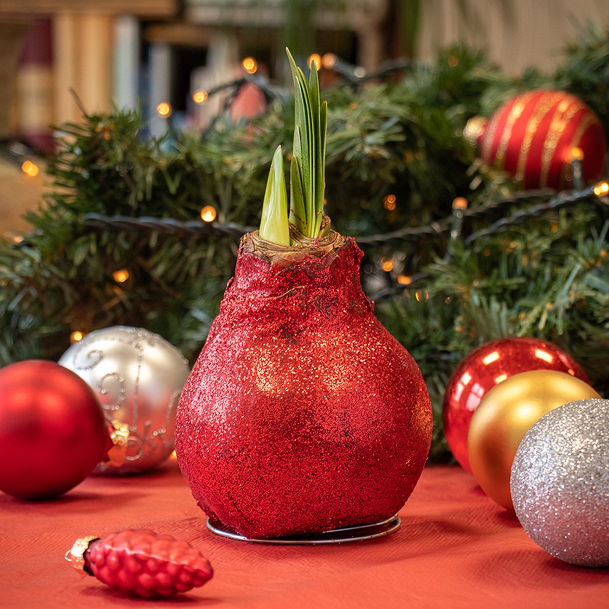 Wax Amaryllis Glitterz Rood in Koker | Prachtige Wax Amaryllis voor in huis |