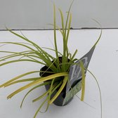 3 stuk(s) | Carex oshimensis 'Everillo' C1 cm