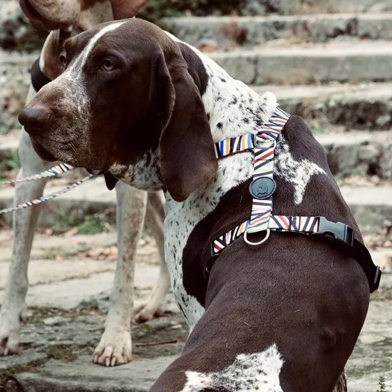 Harnais pour chien Morso Harnais en H Incident de spaghetti recyclé