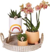 Complete Plantenset Happy Face | Groene planten set met oranje Phalaenopsis Orchidee en incl. keramieken sierpotten