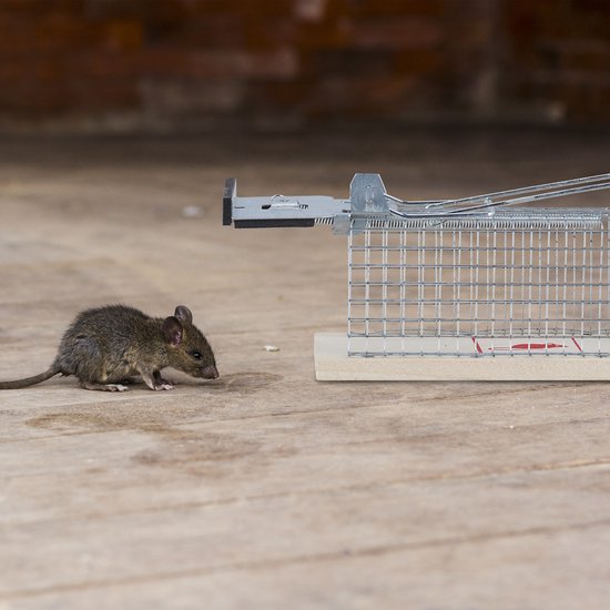 relaxdays Catch cage - souris - rats - piège à souris - piège à rat -  animal friendly M