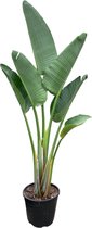 Trendyplants - Strelitzia Augusta - Paradijsvogelbloem - Kamerplant - Hoogte 150-170 cm - Potmaat Ø28cm