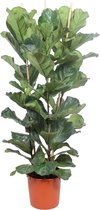 Trendyplants - Ficus Lyrata struik - Tabaksplant - Kamerplant - Hoogte 170-190 cm - Potmaat Ø30cm