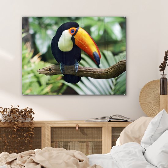 Un toucan regarde vers le bas d'une branche Plexiglas 80x60 cm - Tirage photo sur Glas (décoration murale en plexiglas)
