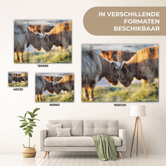 MuchoWow® Peinture sur verre 160x120 cm - Peinture sur verre acrylique - Highlanders écossais - Animaux - Soleil - Photo sur verre - Peintures