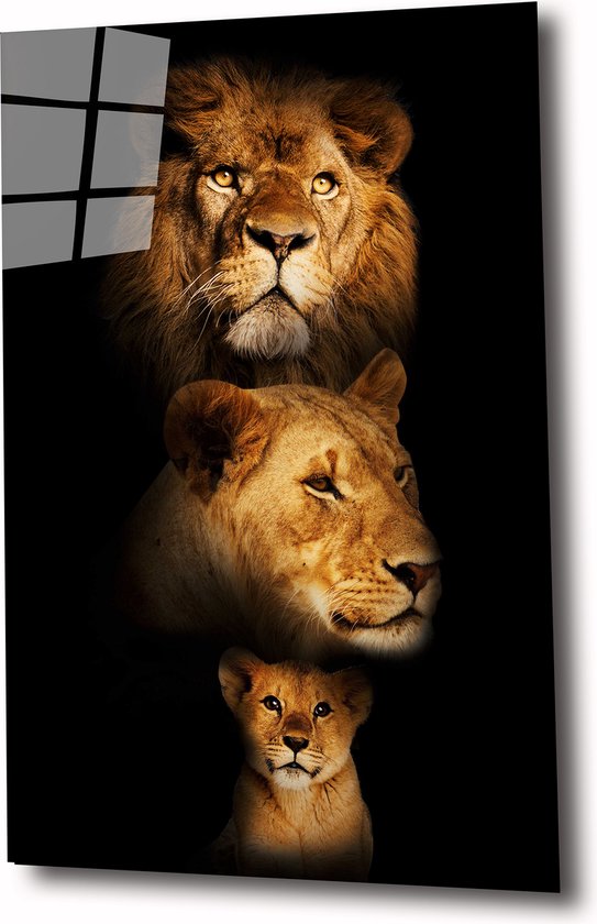 Lion family 2 60x40 plexiglas 5mm