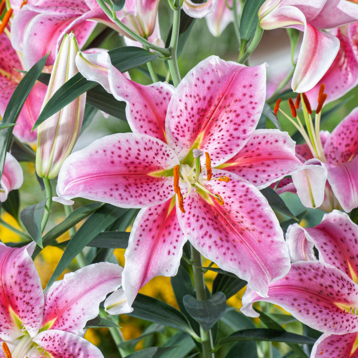Plant in a Box - Lilium orientalis 'Stargazer' - Set van 6 - Lelie - Bloemknollen - Nazomerbloeiers - Knol - Wit, Roze, Paars, Geel