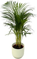 Trendyplants - Areca palm - ↨85cm - Ø19cm inclusief elho Vibes Fold Round wit Ø22cm x ↨20cm