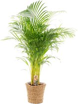 Trendyplants - Areca palm inclusief mand - 130 cm - Ø24cm