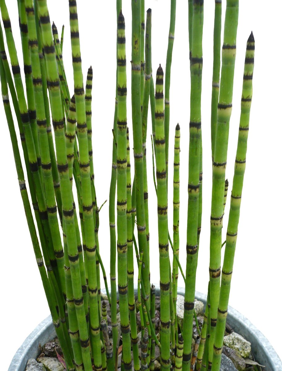 Equisetum japonica 12cm potmaat Vijver moeras plant Huiskamer