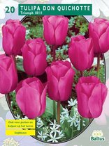 2 stuks Tulipa Don Quichotte, Triumph per 20