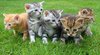Kittens in het gras