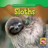 Animals That Live in the Rain Forest- Sloths