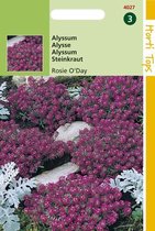 Hortitops Zaden - Alyssum (Lobularia) Mar .Procumbens Rosie O'Day