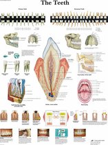 Het menselijk lichaam - anatomie poster gebit / tanden (gelamineerd, 50x67 cm) + ophangsysteem