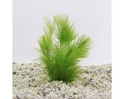 Moerings Ceratophyllum demersum | Ongedoornd Hoornblad | In Terracotta Ring Waterplant
