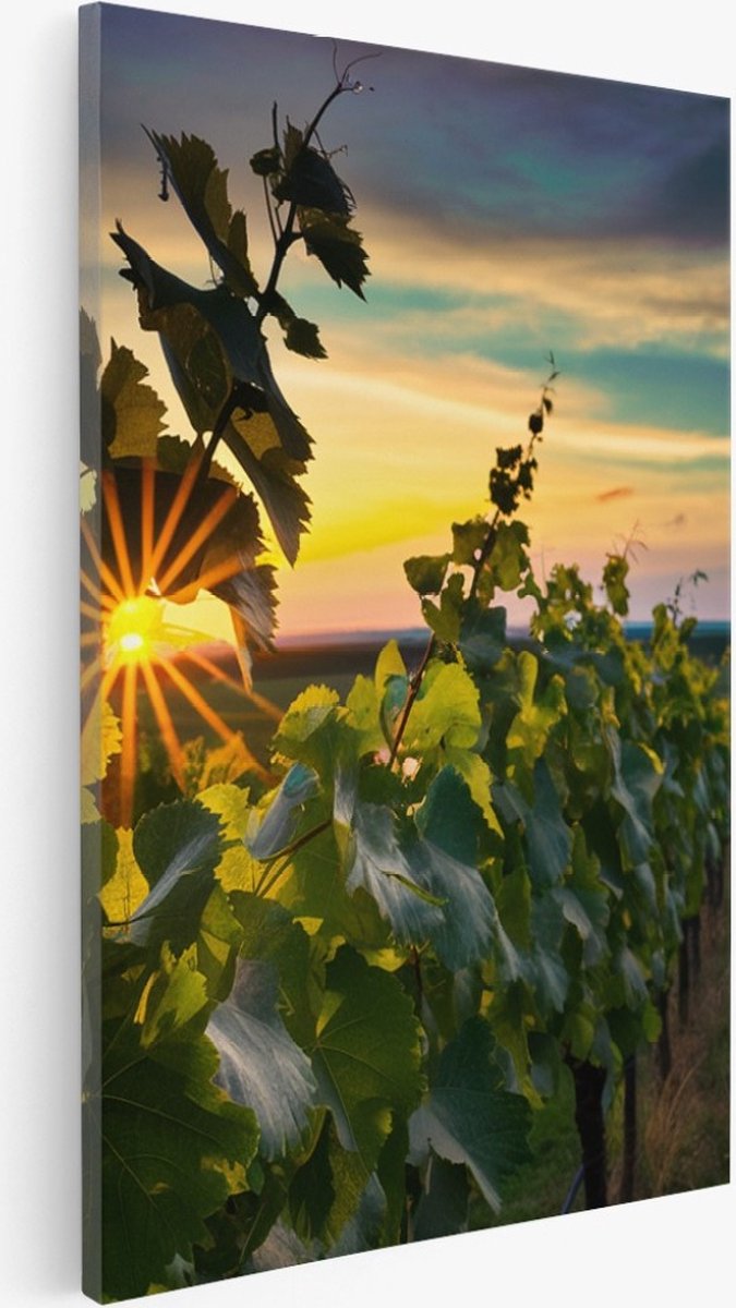 Saammp Canvas Schilderij - Wijngaarde met zonsondergang - Natuur - Landschap - 40x60 - Foto op canvas - Wanddecoratie - Muurdecoratie Woonkamer - Slaapkamer decoratie - Canvas Print Multicolor
