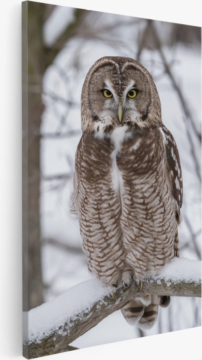 Saammp Canvas Schilderij - Uil op tak - Natuur - Dieren - 40x50 - Foto op canvas - Wanddecoratie - Muurdecoratie Woonkamer - Slaapkamer decoratie - Canvas Print Multicolor