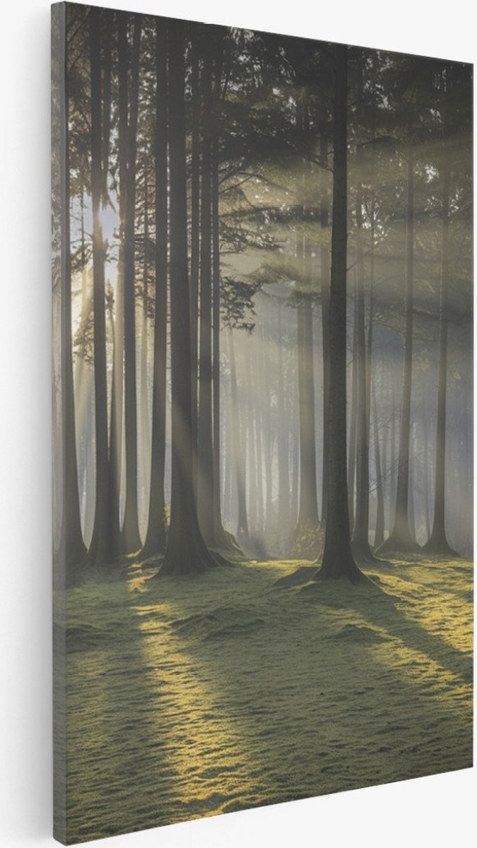 Saammp Canvas Schilderij - Lichtval - Grote Bomen - Landschap - Natuur - 75x100 - Foto op canvas - Wanddecoratie - Muurdecoratie Woonkamer - Slaapkamer decoratie - Canvas Print Multicolor