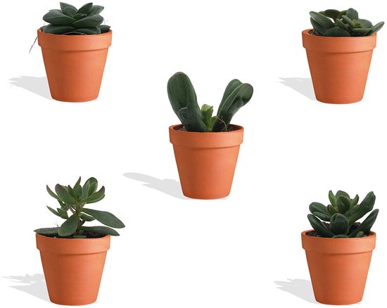 Mini cactus in terracotta potjes - 20 stuks zonder zorg Mini cactus in terracotta potjes - 20 stuks zonder zorg