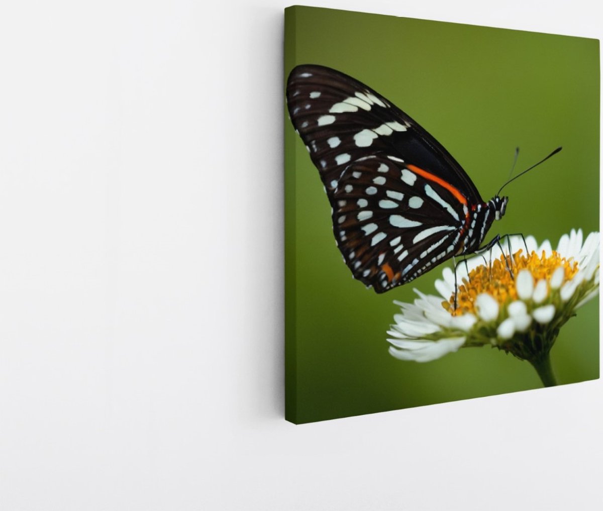 Saammp Canvas Schilderij -Vlinder op witte bloem - Dieren - Natuur - 100x100 - Foto op canvas - Wanddecoratie - muurdecoratie Woonkamer - Slaapkamer decoratie - Canvas Print Multicolor