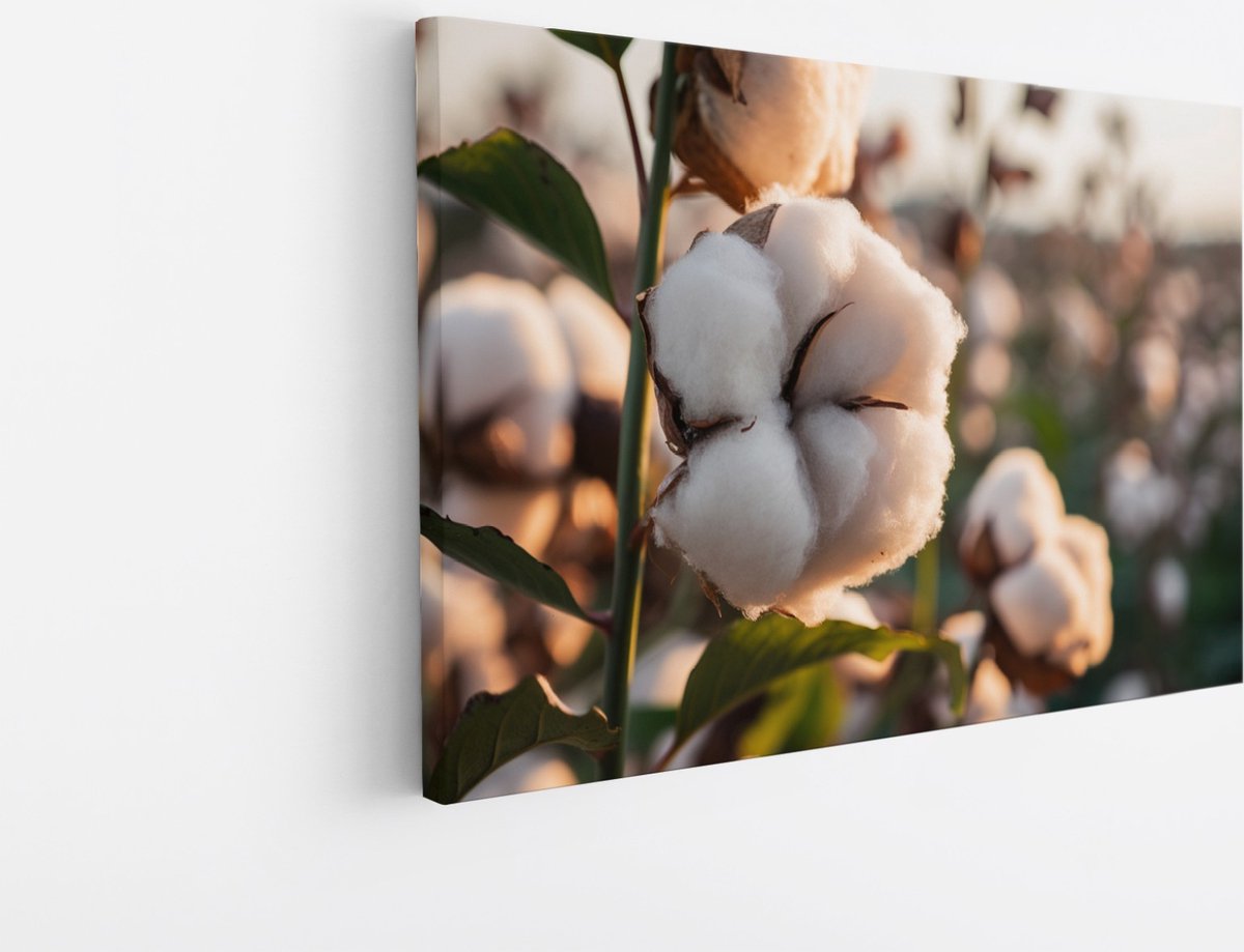 Saammp Canvas Schilderij - Katoenplanten in het zonlicht - Natuur - Bloemen - 45x30 - Foto op canvas - Wanddecoratie - Muurdecoratie Woonkamer - Kantoor Decoratie Multicolor